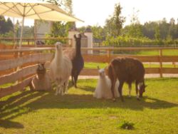 2013-06-08_Radtour_Iffeldorf-Aiderbichl (165).JPG